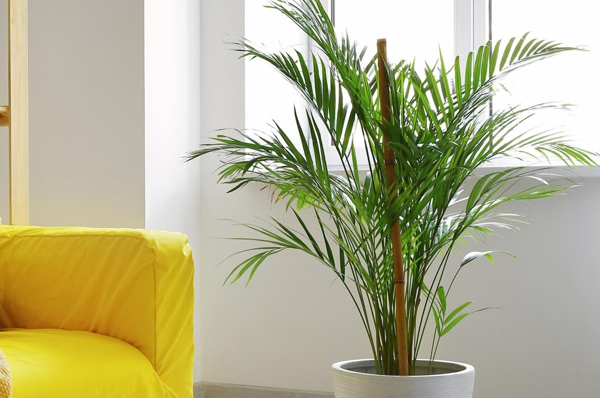 Palmera bambú