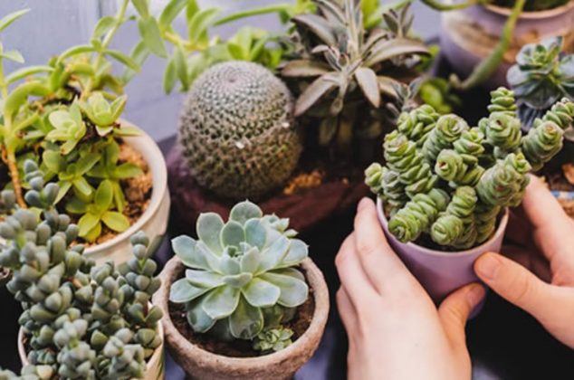 El Feng Shui advierte: mantén esta planta alejada de tu casa si no quieres atraer malas energías