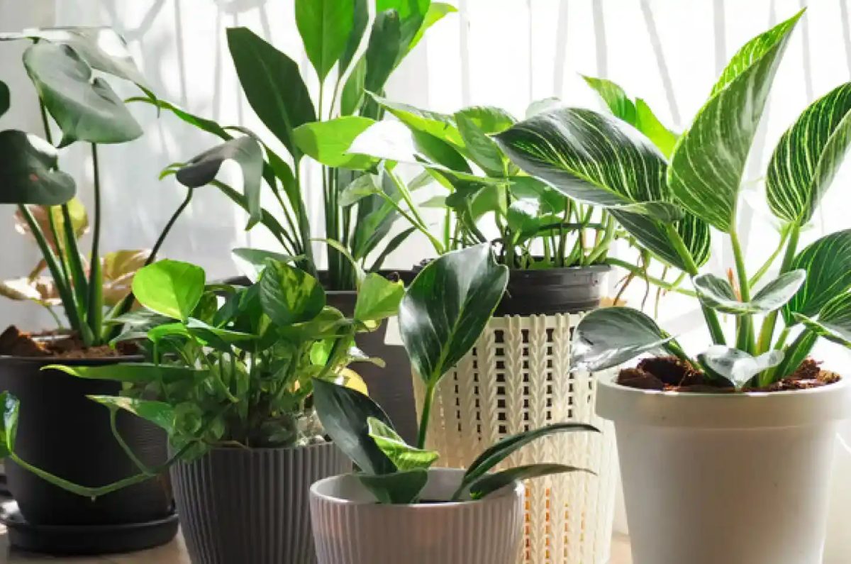 planta que atrae malas energías