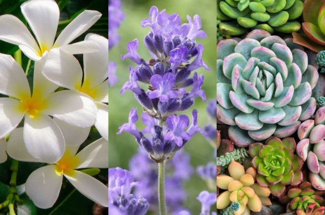 5 plantas que debes poner en tu cuarto para dormir mejor