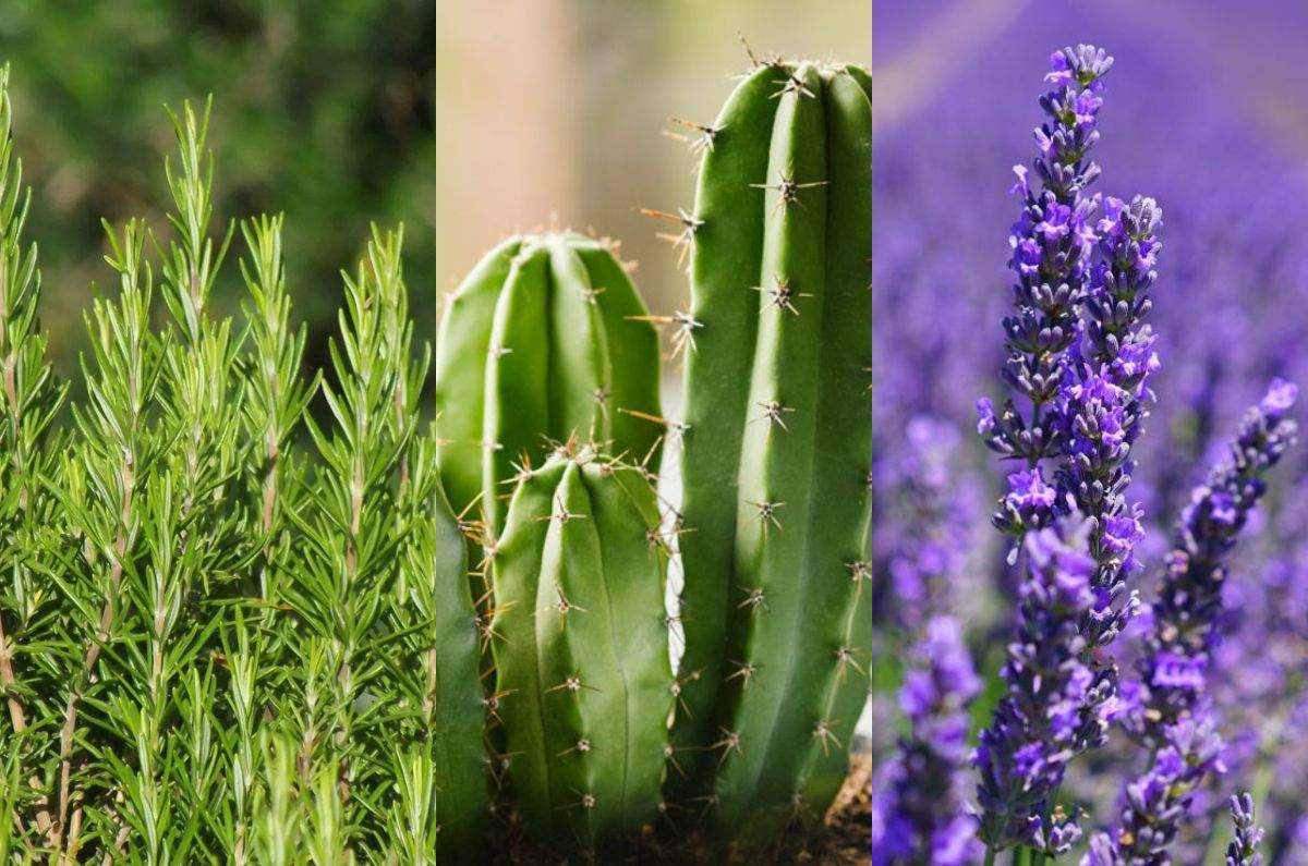Conoce las 3 plantas que solo necesitan agua de lluvia para crecer