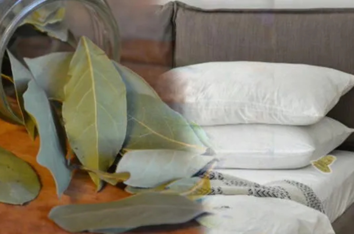 Por qué deberías poner 2 hojas de laurel debajo de la almohada antes de acostarte