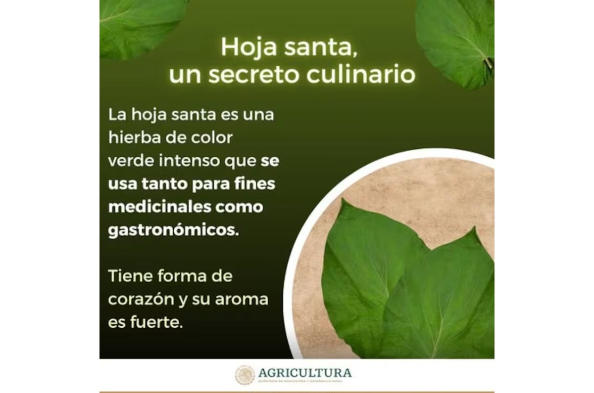 ¿La hoja santa es tóxica? Aquí la verdad detrás de la polémica en MasterChef generada por la chef Zahie Téllez y el influencer Chef en Proceso. 