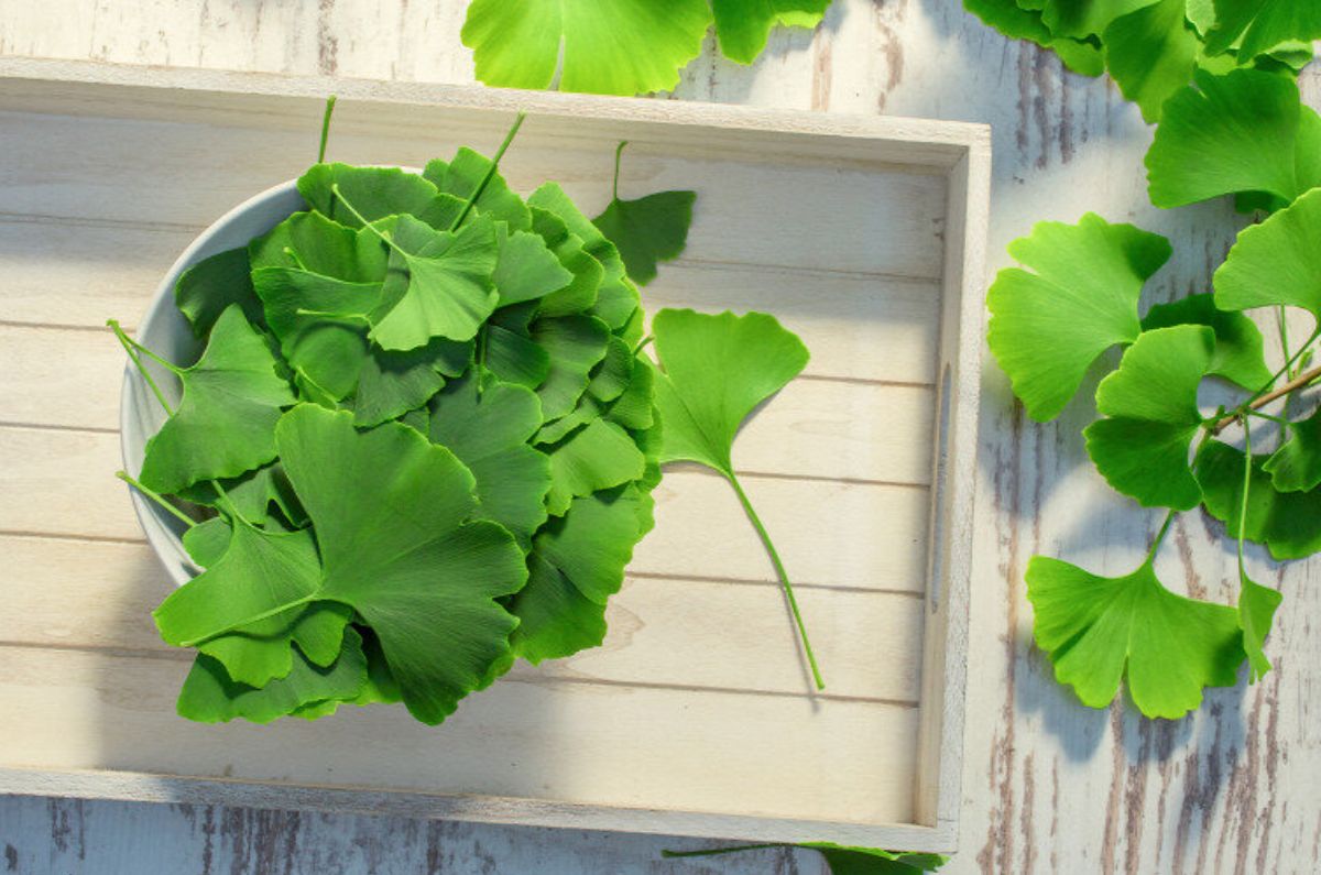 planta de ginkgo biloba