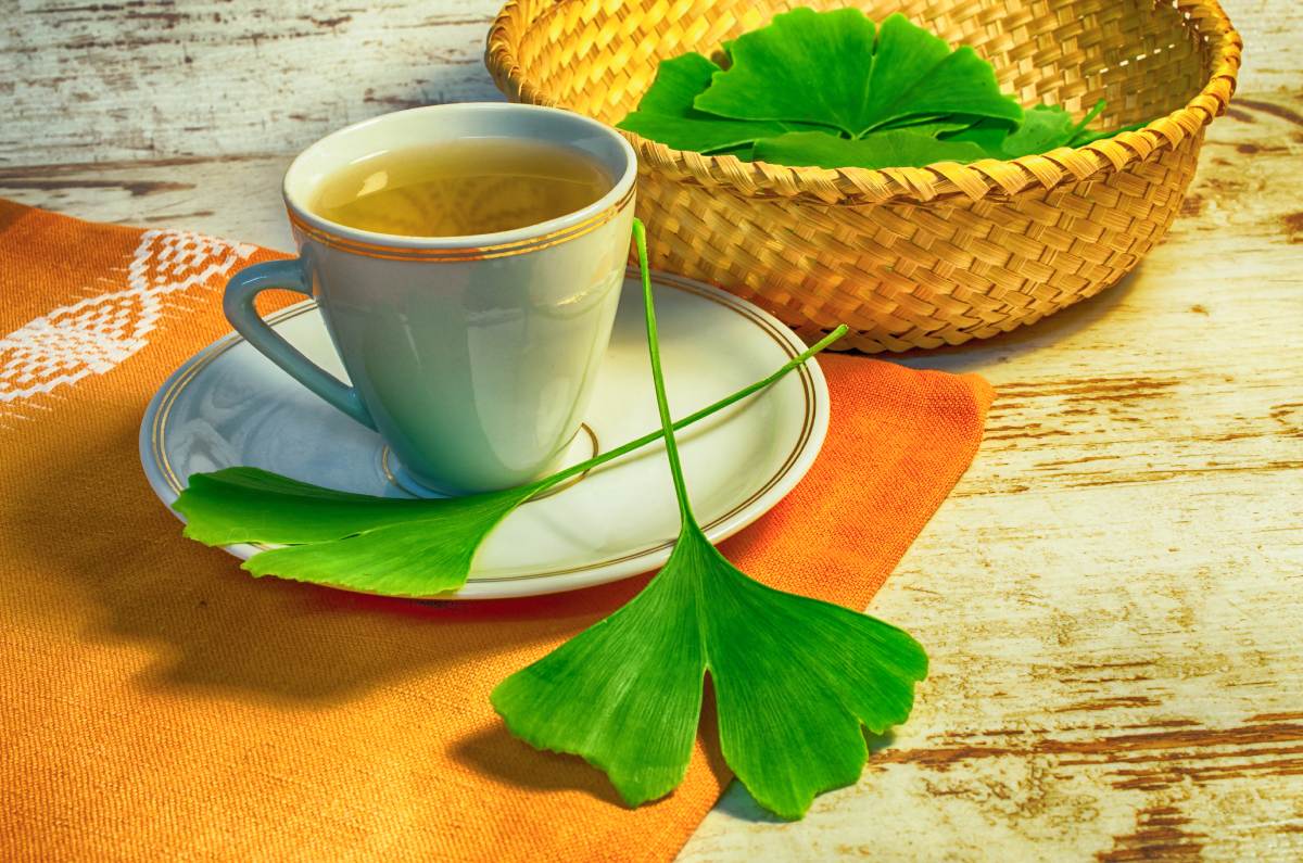 receta de té planta de ginkgo biloba