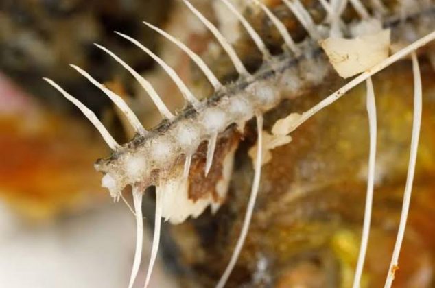 ¿Realmente es peligroso tragar una espina de pescado?: ¡Te decimos qué hacer si te pasa!