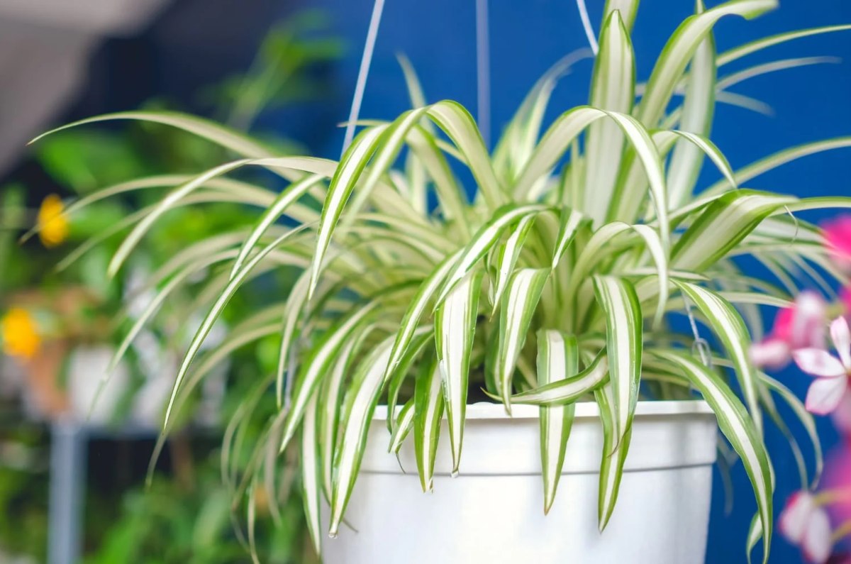 Cinta o lazo de amor (Chlorophytum comosum)