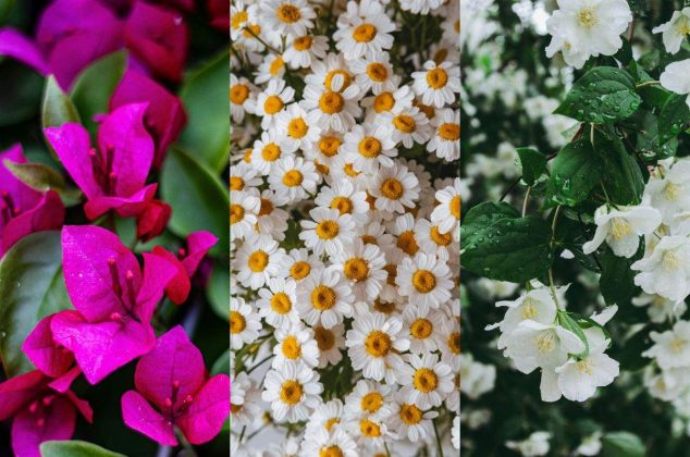 La flor mexicana que ayuda a mejorar la digestión de forma natural