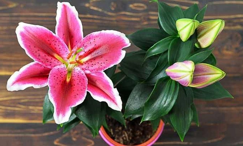 Flores peligrosas para perros y gatos