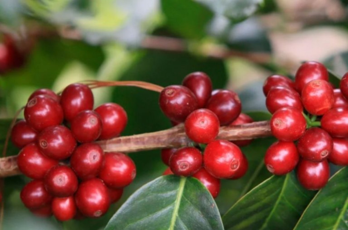 grano de café mejor café molido premium