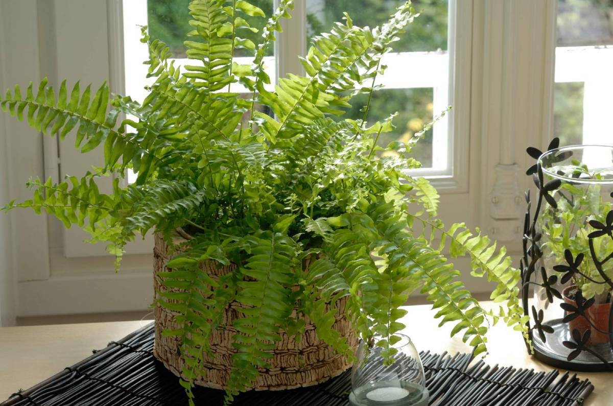 Helecho espada (Nephrolepis exaltata)