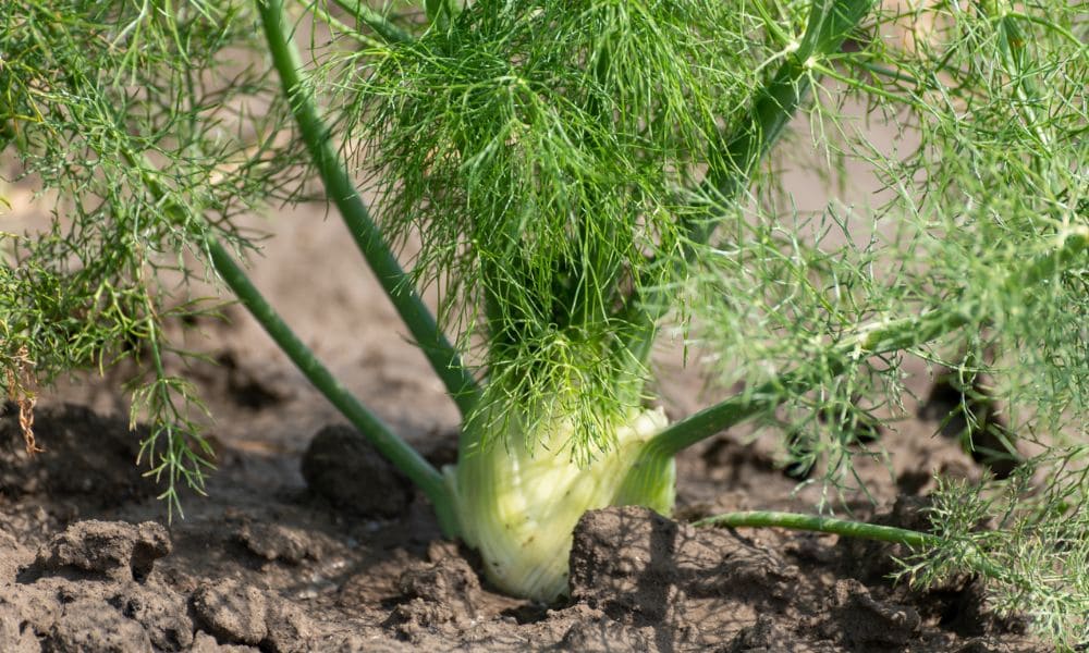 Hinojo planta medicinal para qué sirve