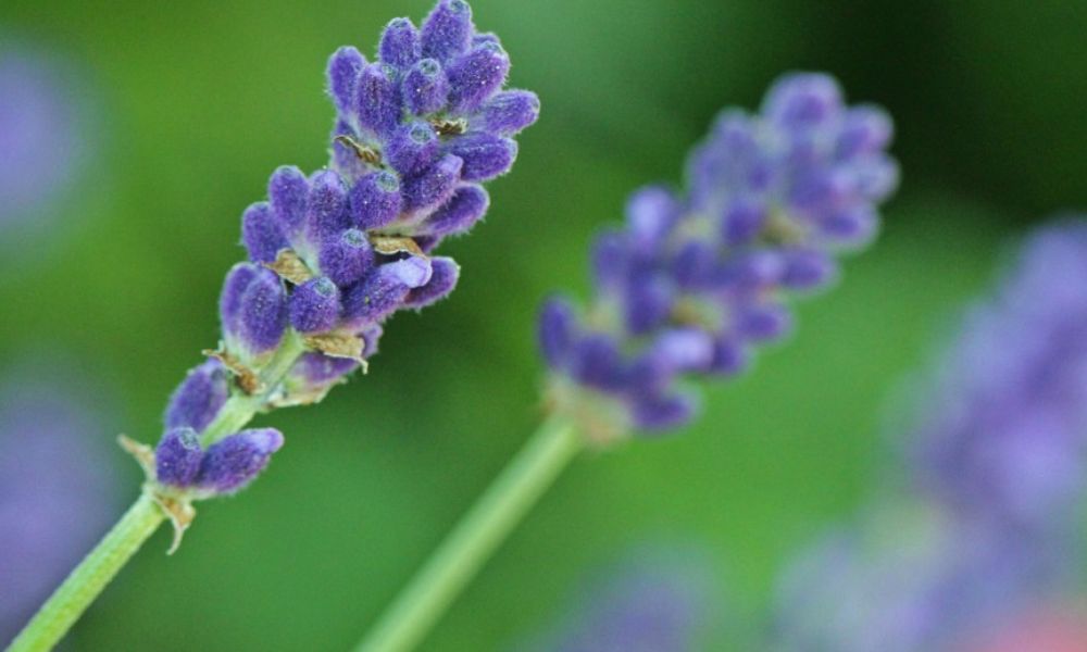 Lavanda beneficios