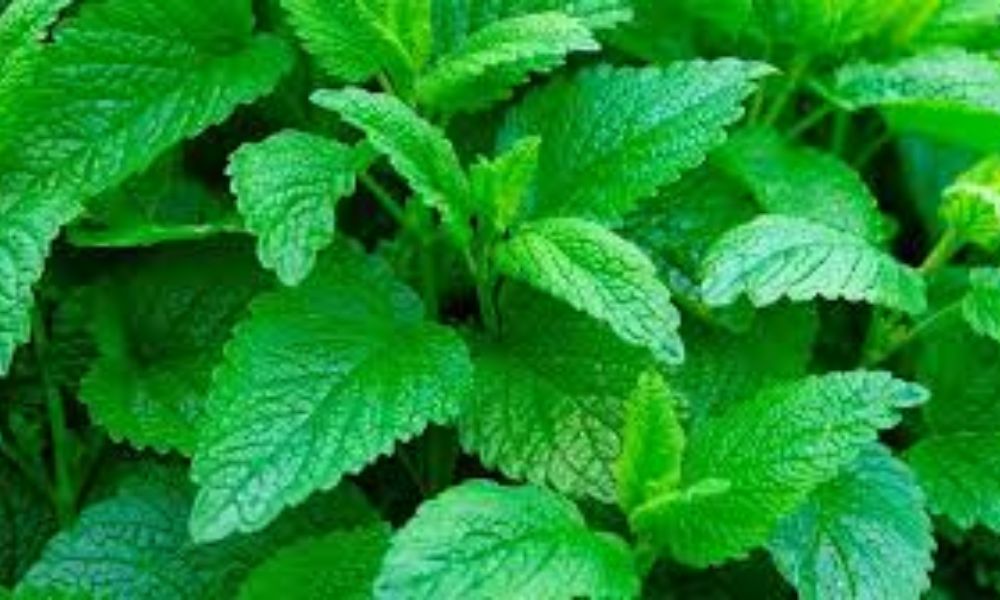 Melisa planta medicinal para qué sirve