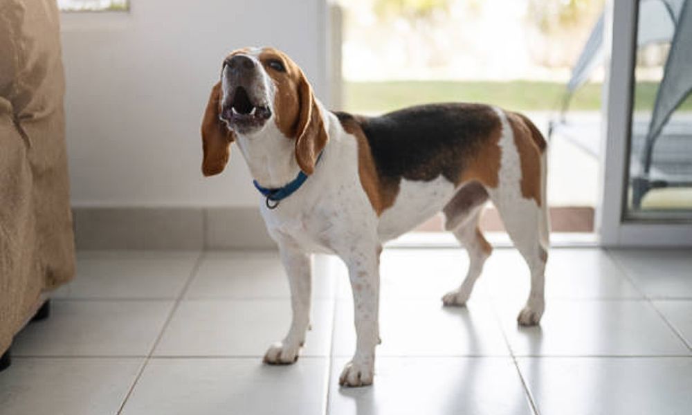 Multa por ladridos de perro en México