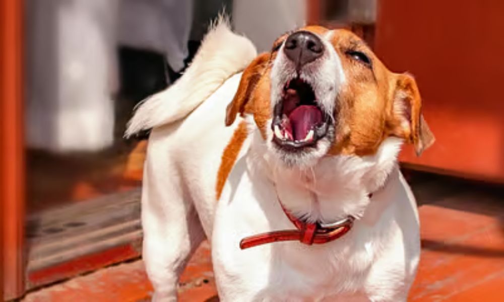 Multas por ruido excesivo de perros