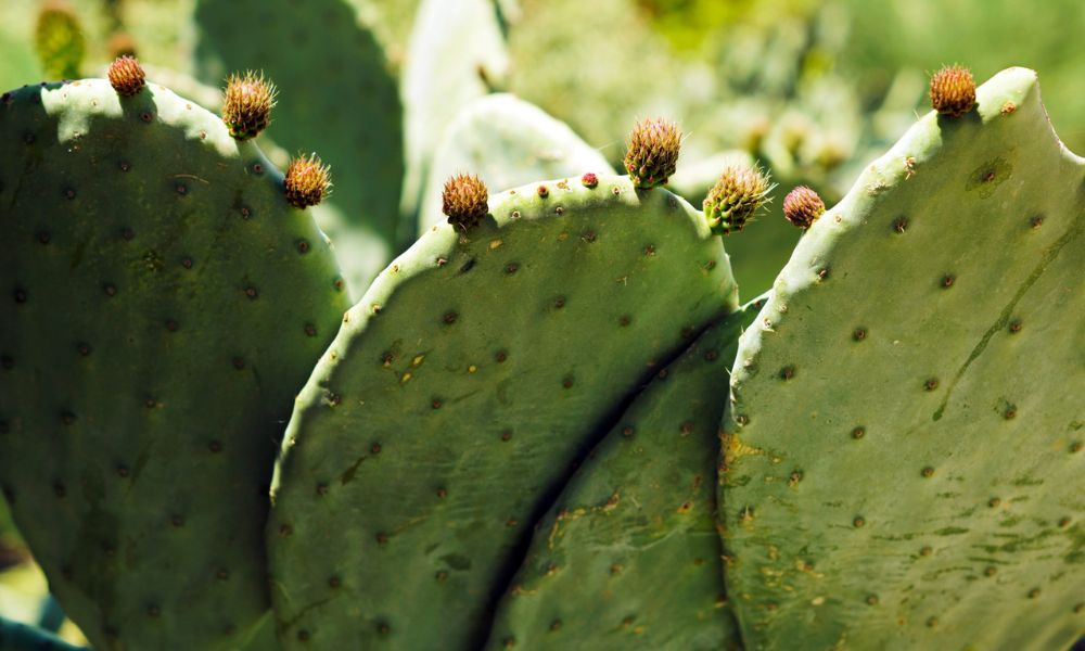 Nopales beneficios