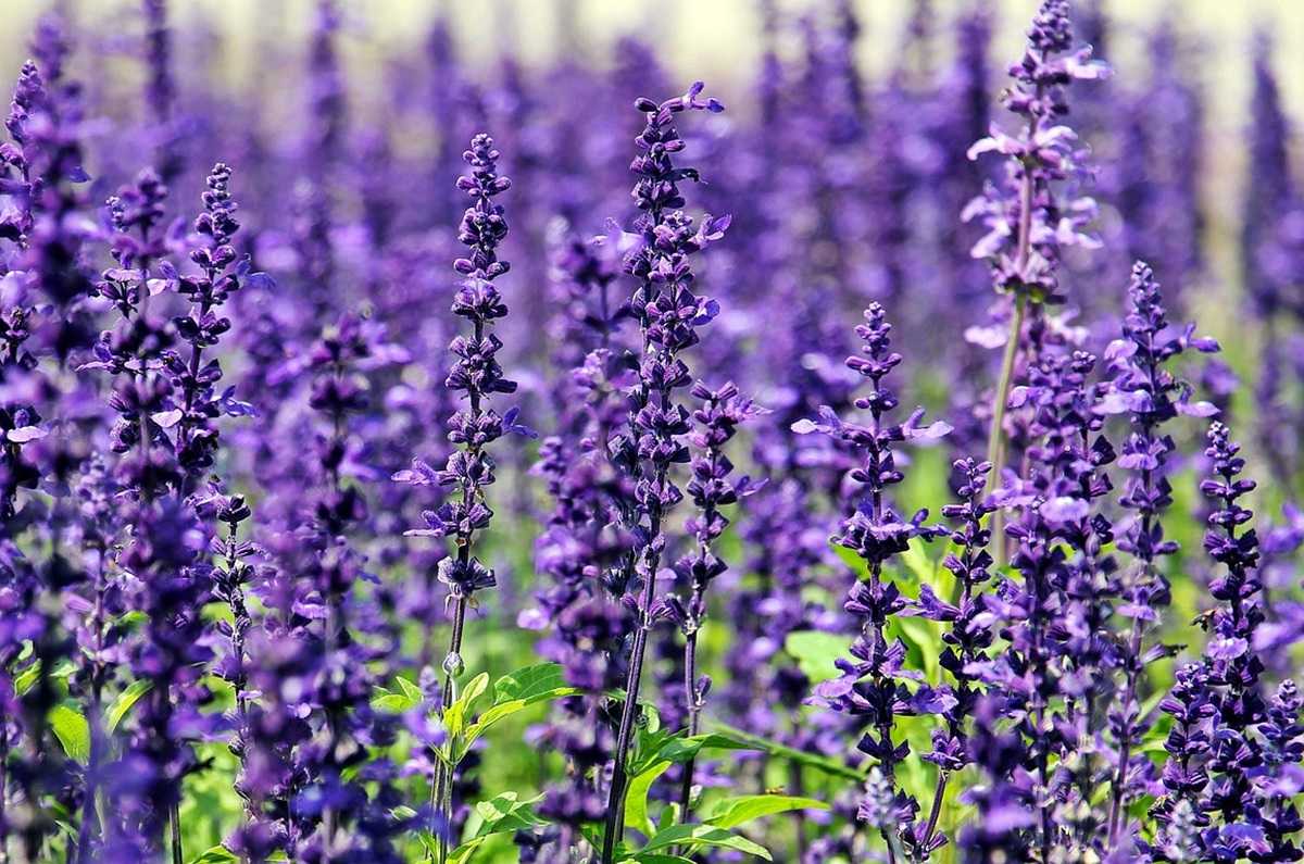 Lavanda