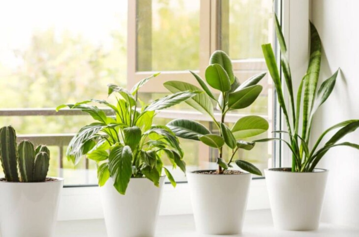5 plantas de interior que absorben la humedad de tu casa, ¡adiós al moho!