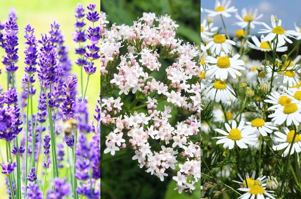 Dolor de cabeza: Las plantas que usaban las abuelas para calmar el malestar de forma natural