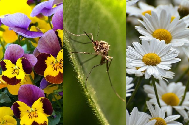 Estas 5 plantas atraen mosquitos a tu casa y quizás no lo sabes