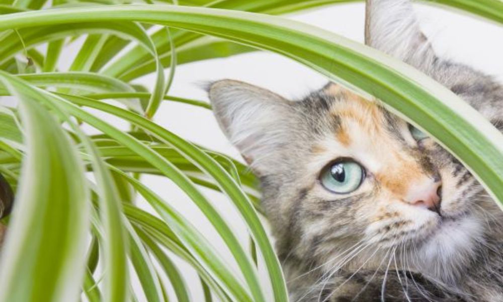 Plantas no tóxicas para gatos