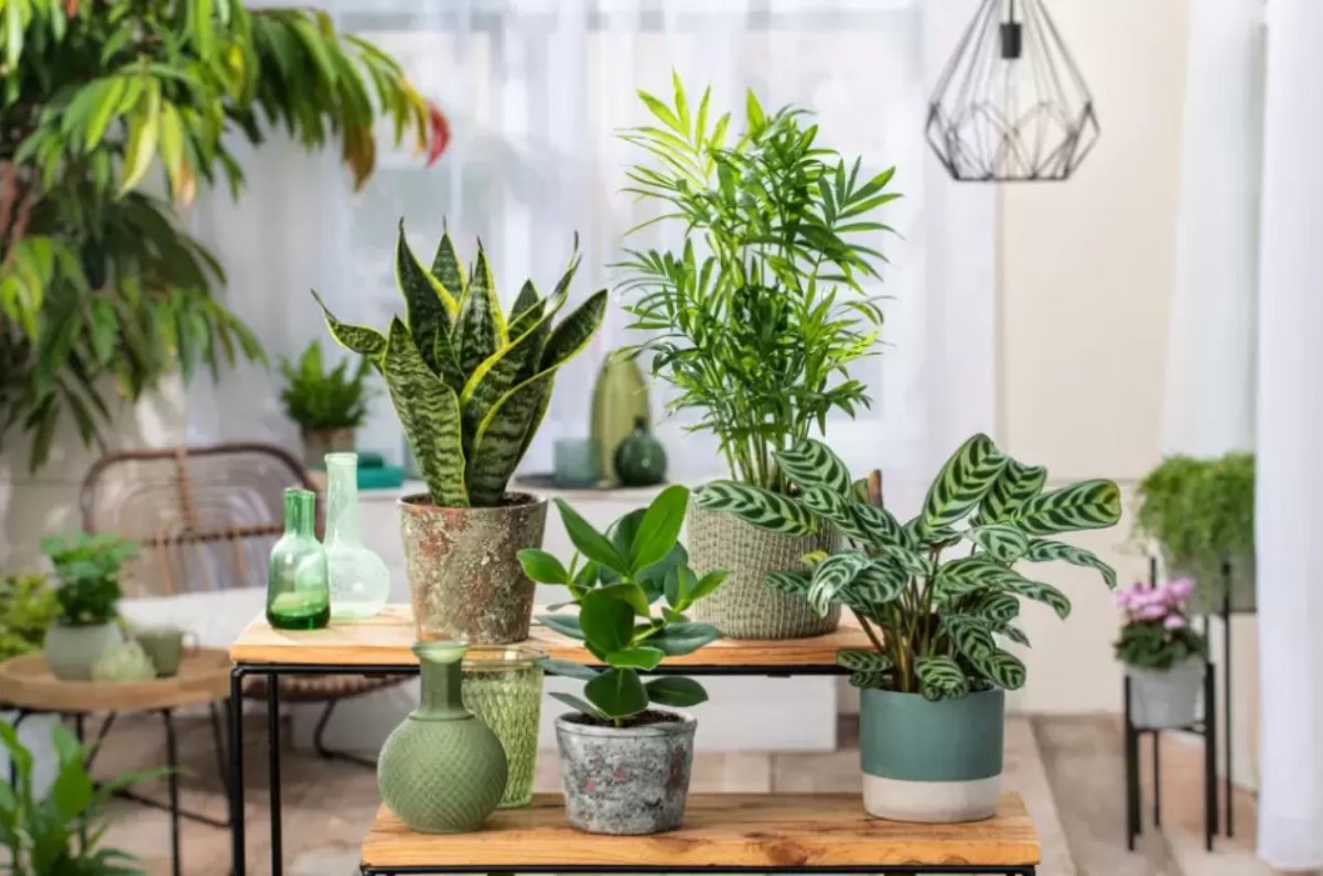 plantas que absorben la humedad