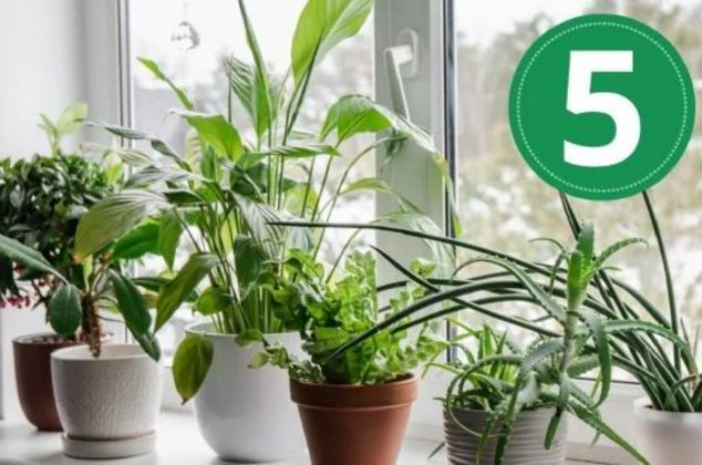 5 plantas de interior que absorben la humedad de tu casa, ¡adiós al moho!