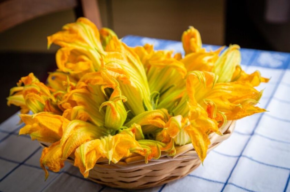 Qué propiedades tienen las flores de calabaza