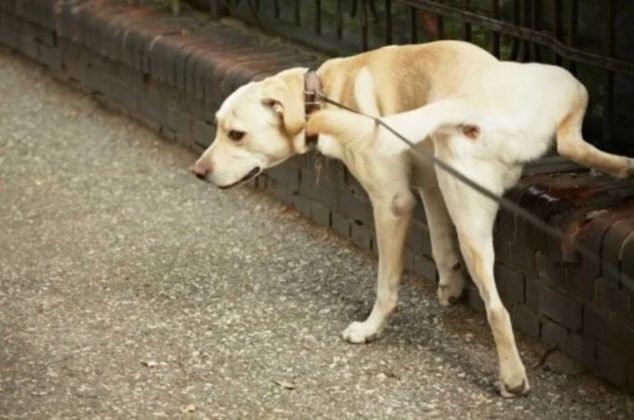 El truco secreto para evitar que perros y gatos callejeros se orinen en la entrada de tu casa