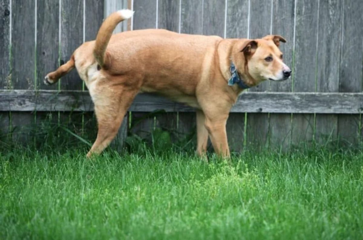 cómo evitar que los perros y gatos se orinen en casa