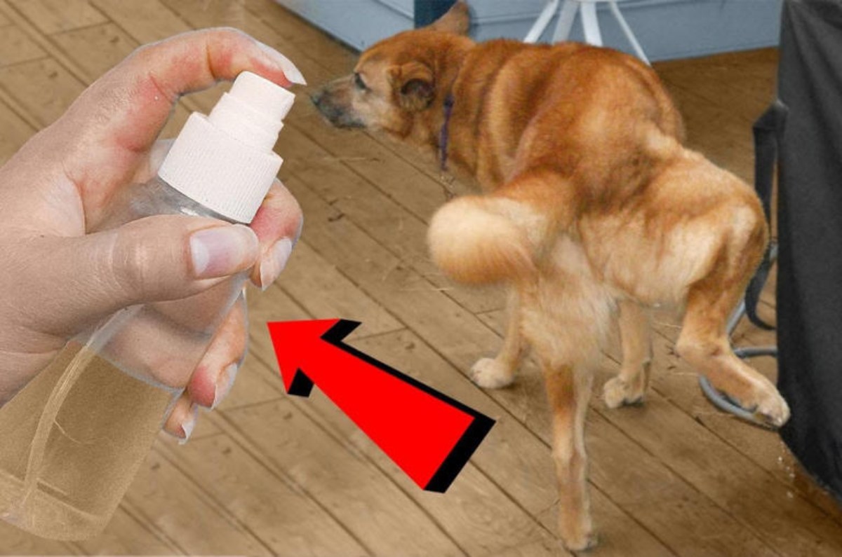 repelente para que los perros no orinen tu casa