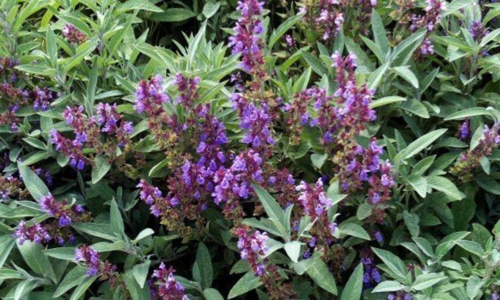 Salvia planta medicinal para qué sirve