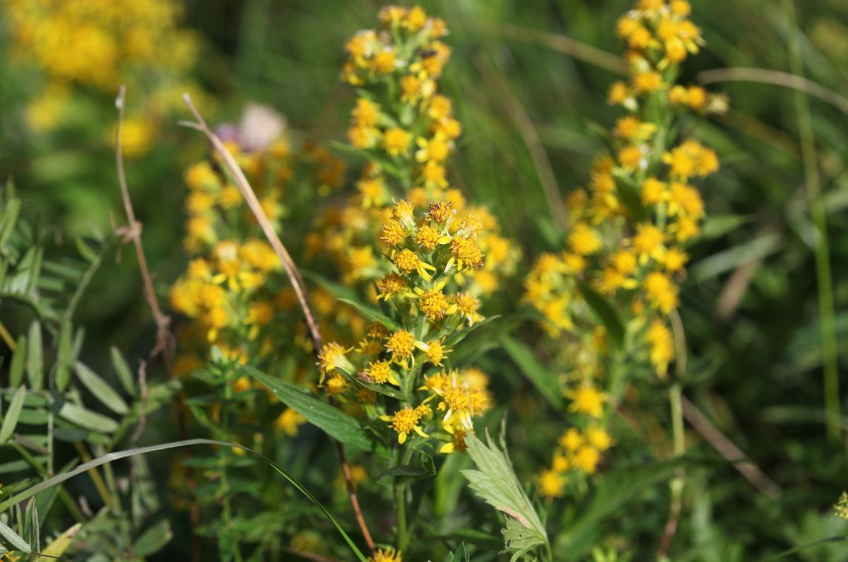 Solidago (vara de oro)