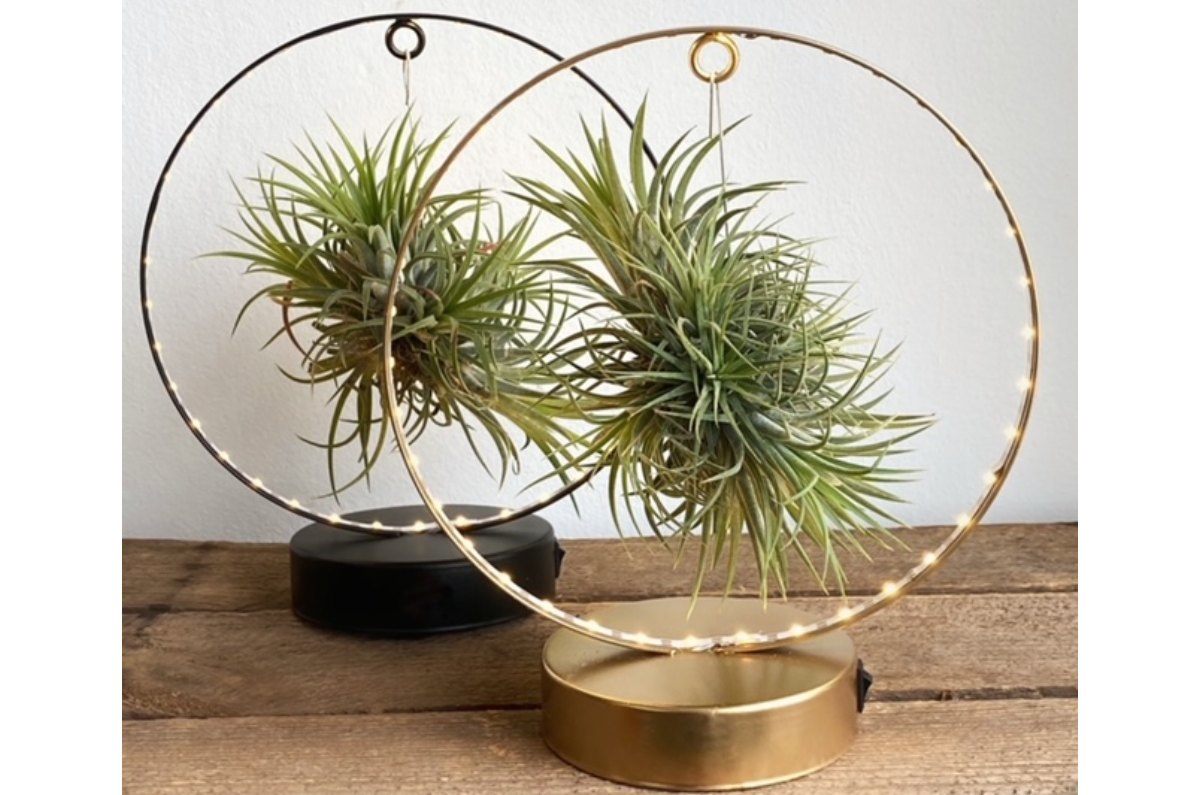 Tillandsia o plantas de aire