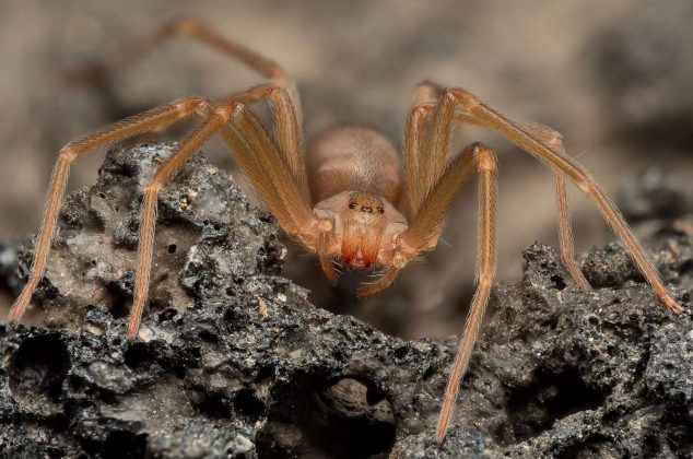 3 plantas efectivas que alejan a la peligrosa araña violinista de tu casa, según Profeco