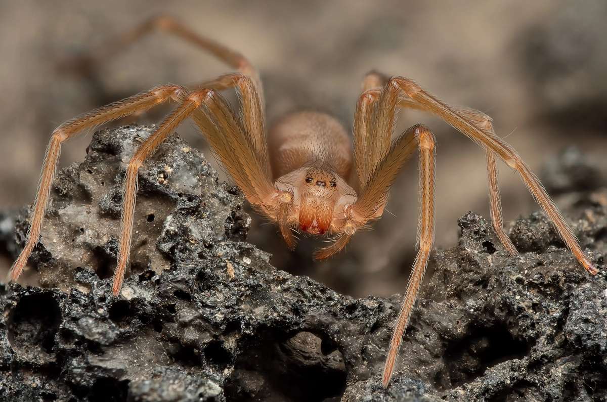 Checa cómo alejar a la araña violinista