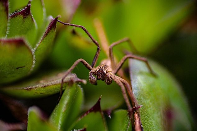 La planta mexicana donde se oculta la peligrosa araña violinista, según la UNAM