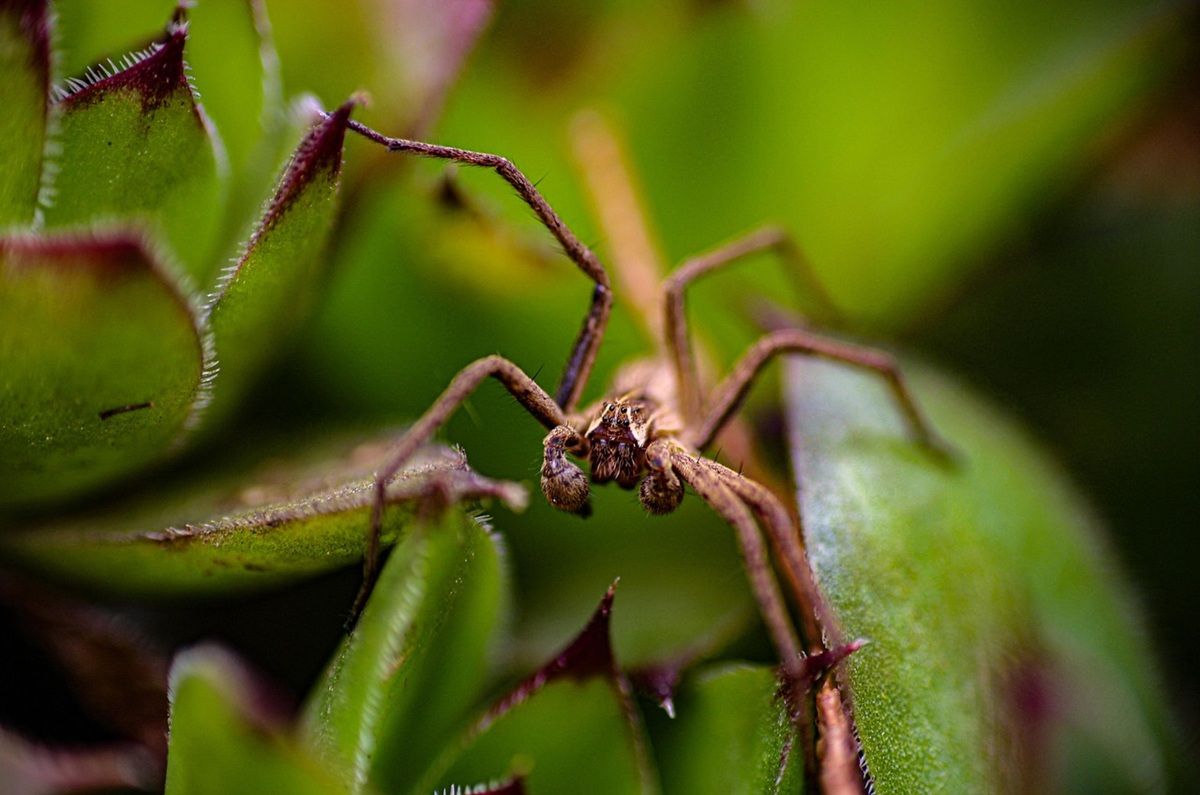 la planta que atrae una araña violinista