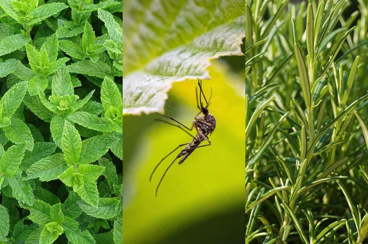 Aromas naturales que funcionan para alejar mosquitos y cómo aplicarlos