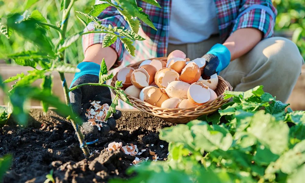 Cáscara de huevo para plantas