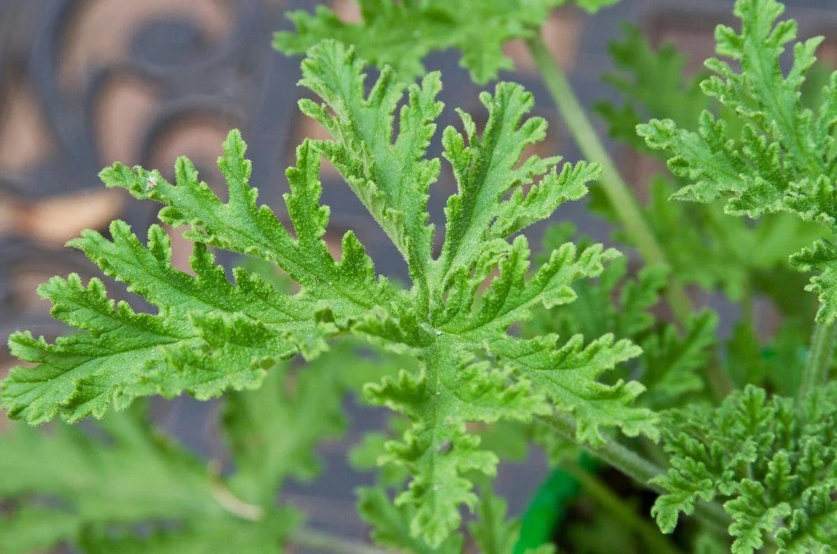 Citronela