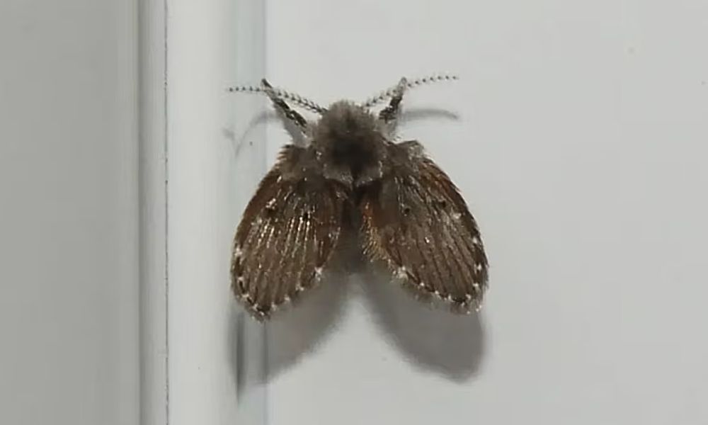 Cómo eliminar la mosca de la humedad