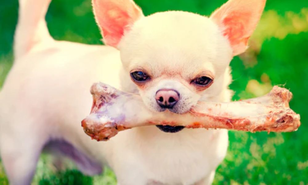 Huesos de pollo para perro