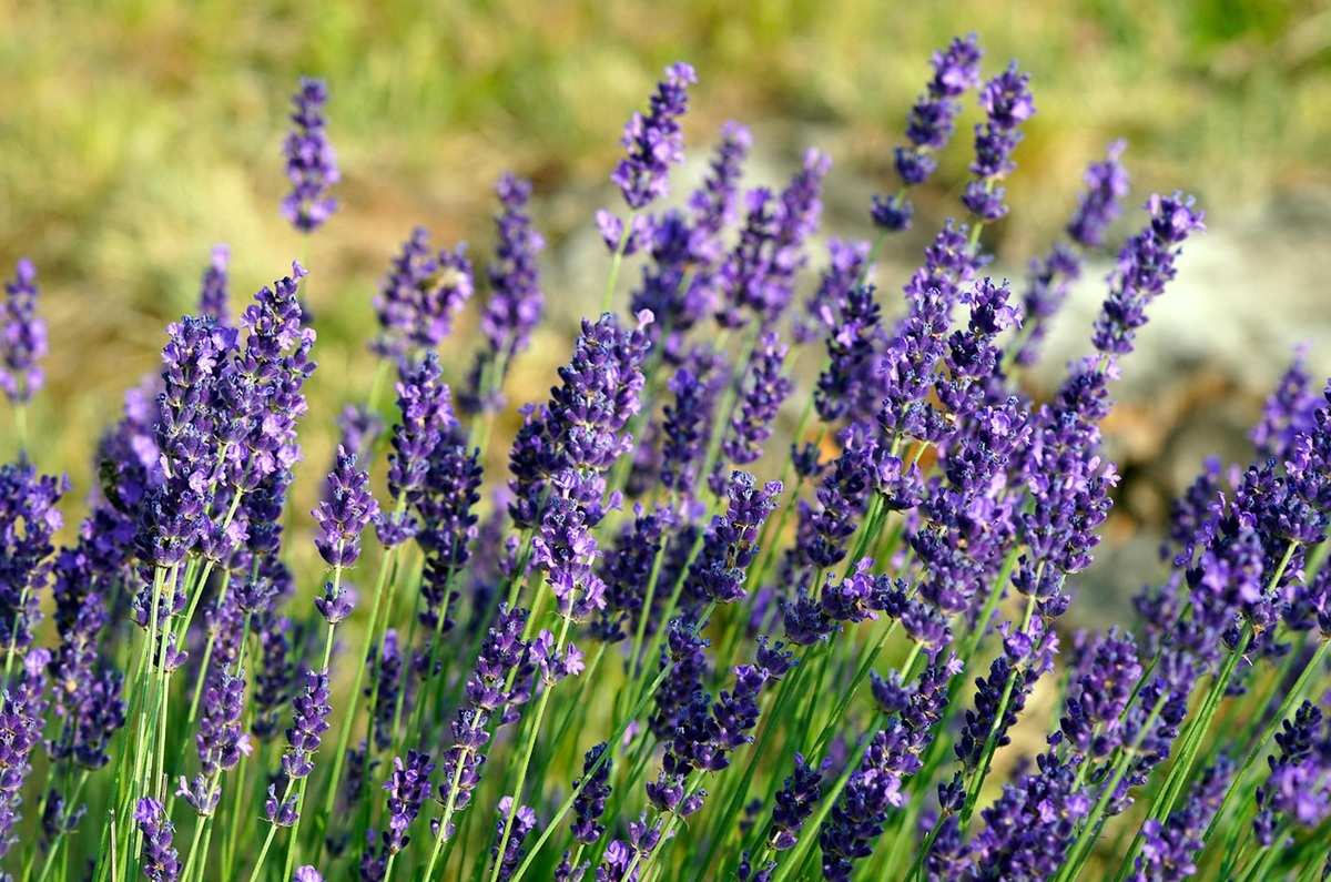 Lavanda