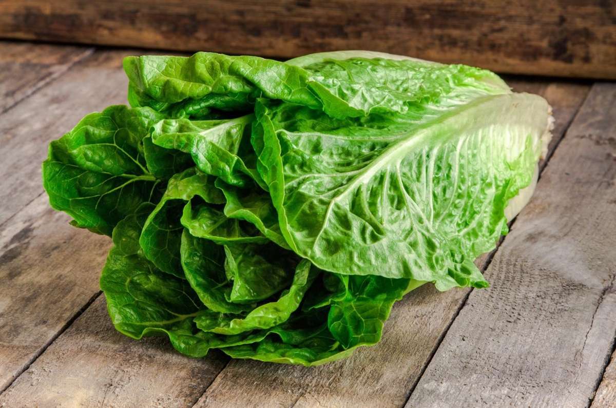 Lechuga romana, cómo conservar esta verdura fresca por más tiempo