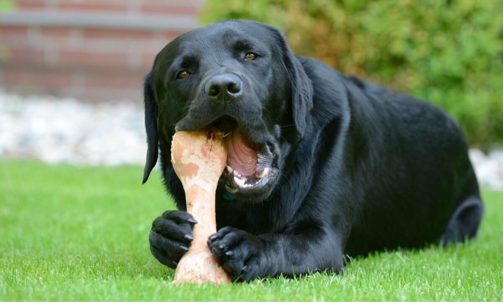 Los perros pueden comer huesos de pollo