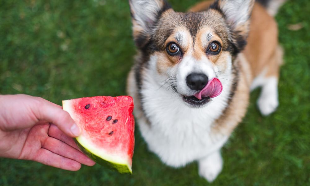 Los perros pueden comer sandía