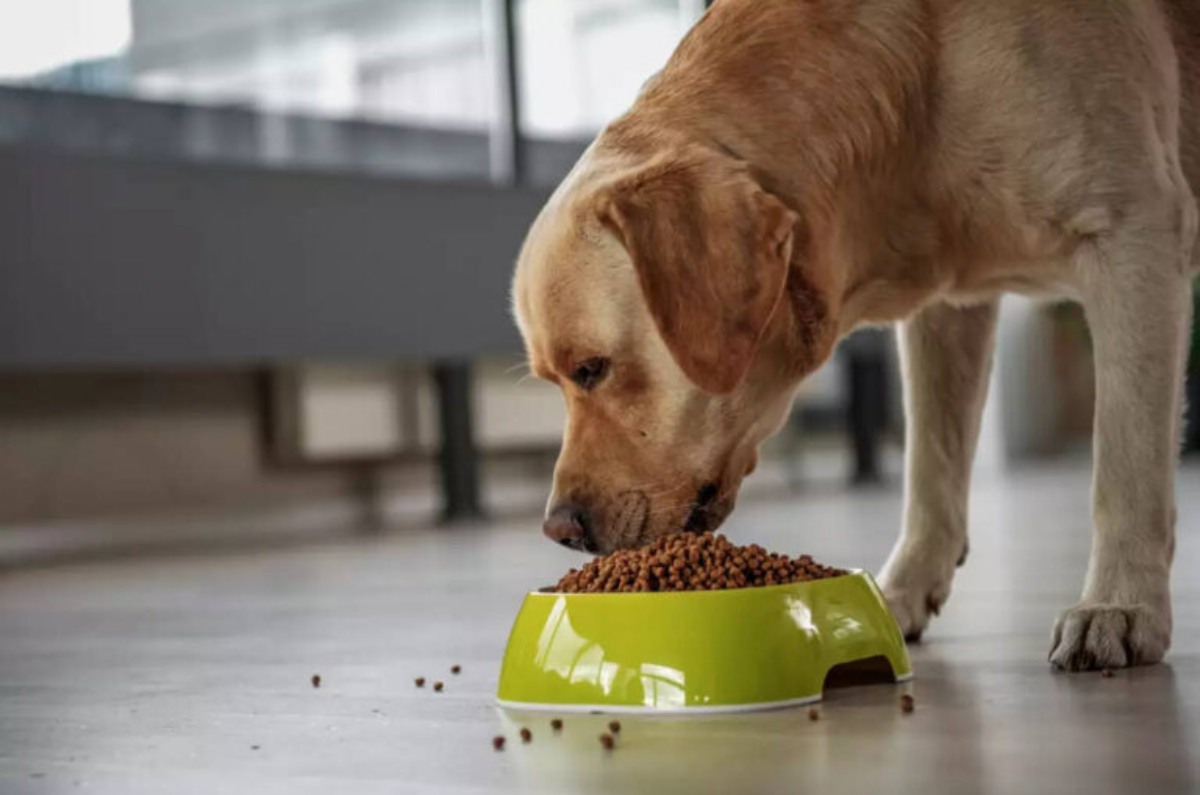 croquetas para perro beneficios