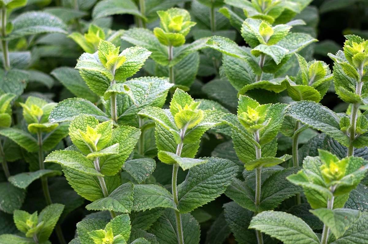 Menta